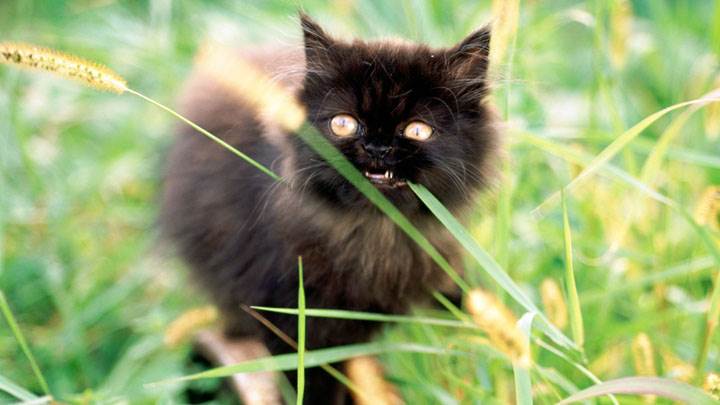 Front Pose Of Black Little  Cat In Field
